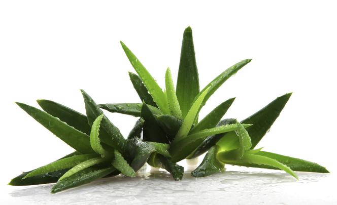 Aloes pomaga schudnąć! Właściwości i zastosowanie aloesu w odchudzaniu