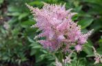 Tawułka japońska - Astilbe japonica
