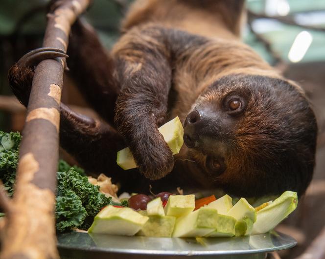 Pokazowe karmienia w Orientarium Zoo Łódź