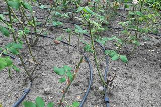 Barbarzyński akt wandalizmu w Ostromecku. Ktoś ogołocił pałacowy park