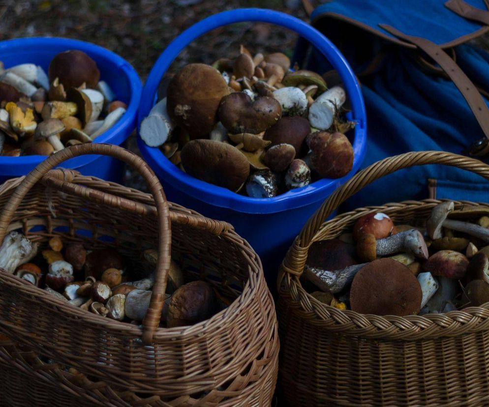 Wysyp grzybów w lasach na Podlasiu! Tak mieszkańcy chwalą się swoimi zbiorami [ZDJĘCIA]