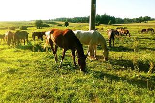 Warmia i Mazury. Wypoczynek bez tłumów