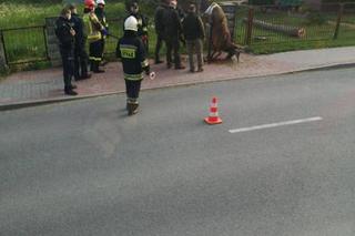 Piękny jeleń NABIŁ się na ogrodzenie. STRASZNY los zwierzęcia