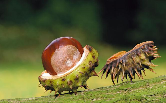 Masuj się kasztanami