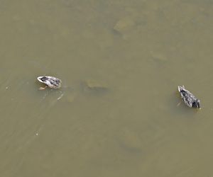 Niski stan wody w Wiśle