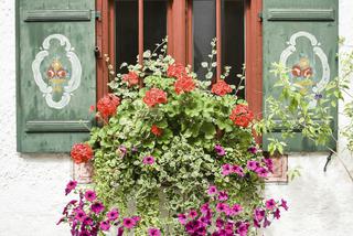 kwiaty-balkonowe