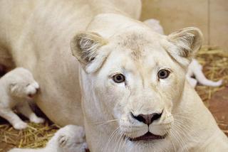 1 Białe lwy w Zoo Safari Borysew