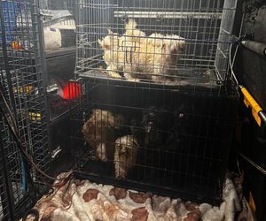 Skandal w pseudohodowli pod Krakowem! Psy żyły we własnych odchodach. Właścicielce grozi więzienie