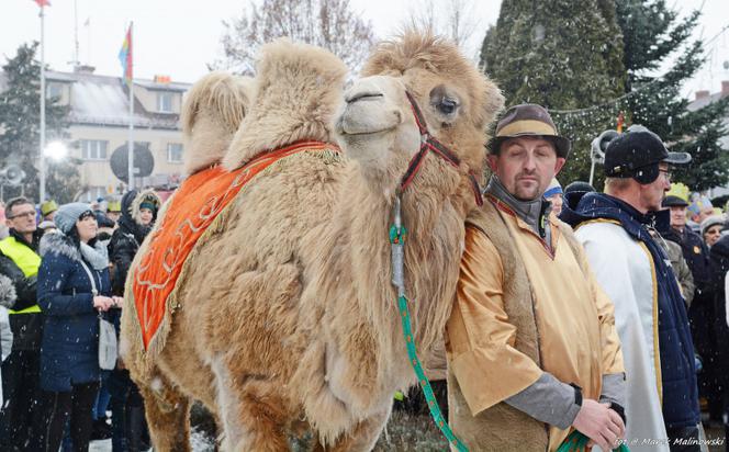 Prawdziwy wielbłąd na Podlasiu! Stał przy parafii Boboli