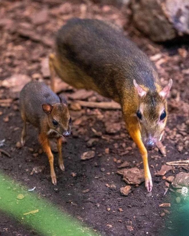 Myszojeleń z łódzkiego zoo potrzebuje imienia! Malec okazał się samiczką