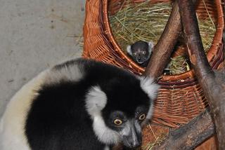 Najstarsza matka wśród lemurów