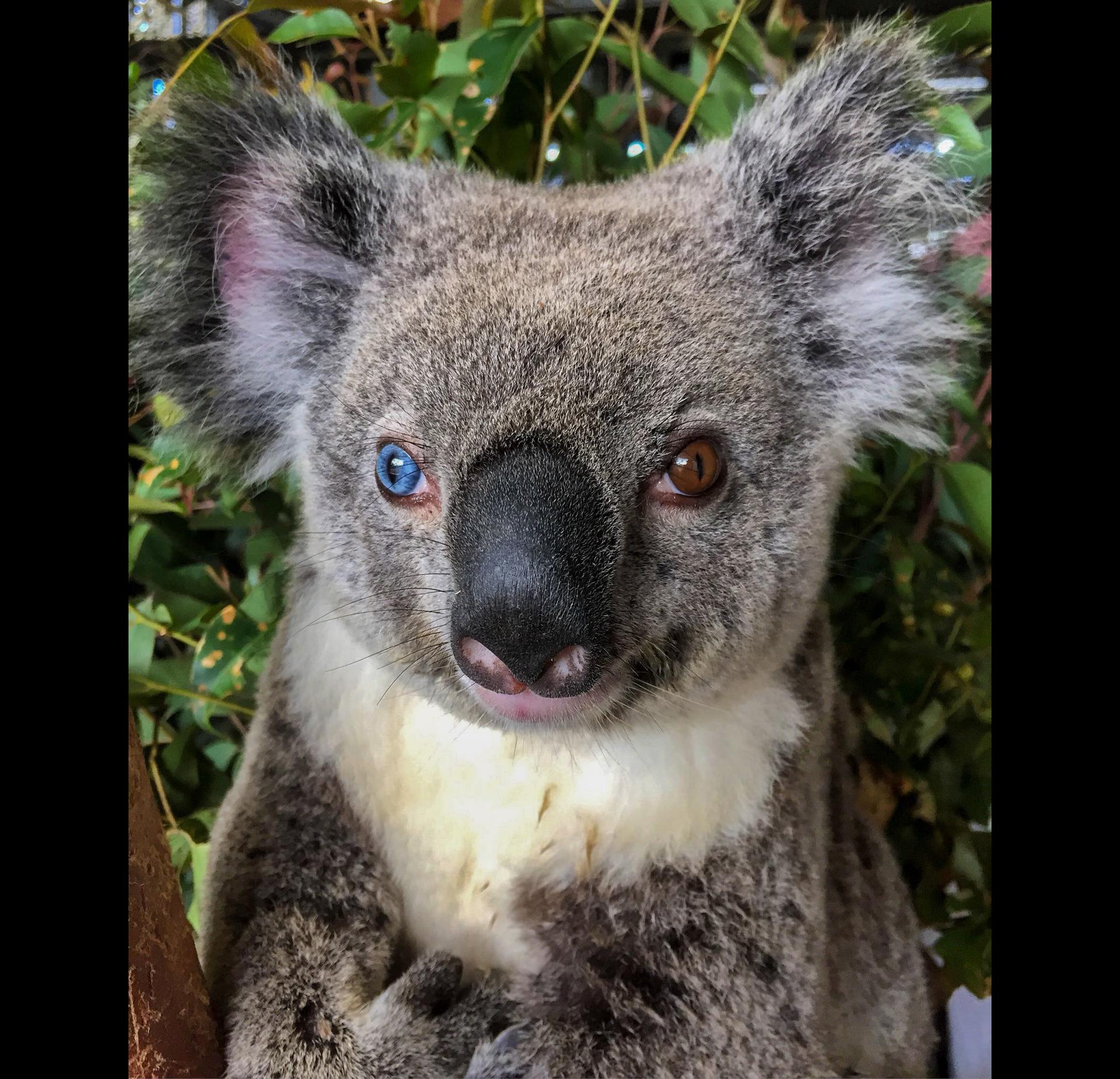 Коала живет в австралии. Животные Австралии коала. Коала сумчатое. Окрас коалы. Животные на аву.