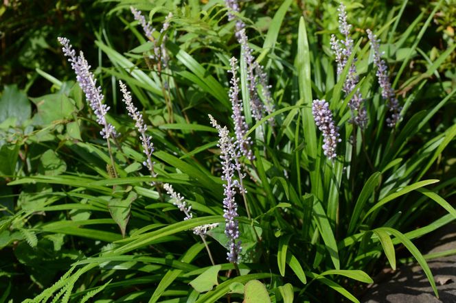 Liriope szafirkowata