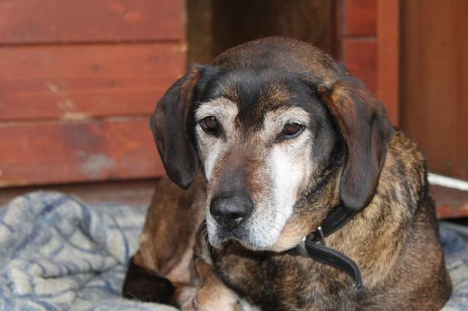 Koka, psia seniorka, która czeka w schronisku w Nowym Sączu na adopcję