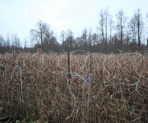 Zasieki i patrole na bagnach to jedyne rozwiązanie