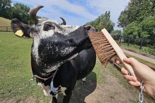 Zamiast dokarmiać, czochrają zwierzęta. Nowa atrakcja w lubińskim zoo