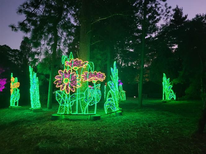 Otwarcie parku iluminacji w Poznaniu