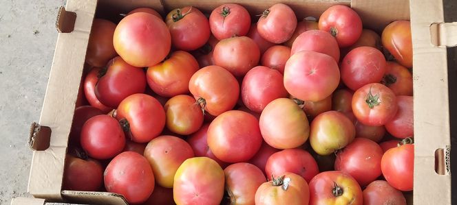 Samozbiory pomidorów na plantacji w Niewirkowie cieszą się powodzeniem
