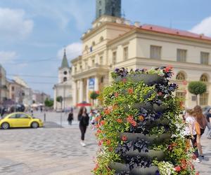 Lublin: Nowe kwiaty wypełnią donice i skrzynki 