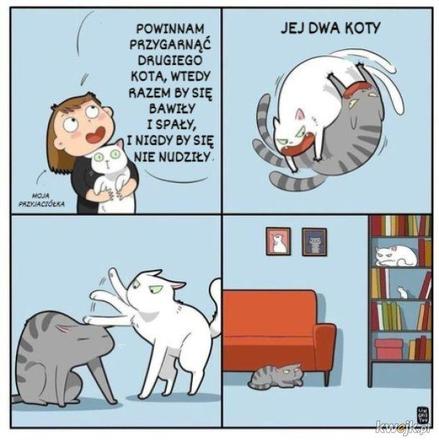 Koty opanowały internet! Memy z mruczkami bawią do łez [TOP 45]