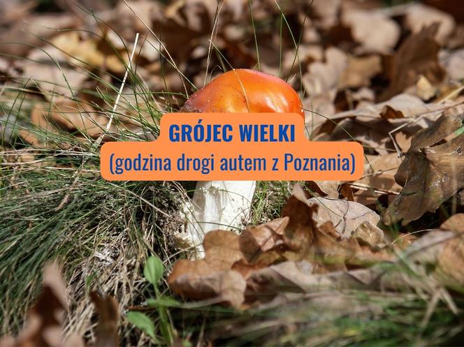 Grójec Wielki (powiat wolsztyński)