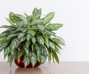 aglaonema