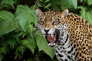 Mężczyzna zmasakrowany przez jaguara. Zatopił zęby w moim oku [WIDEO]