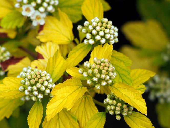 Pęcherznica kalinolistna 'Luteus'