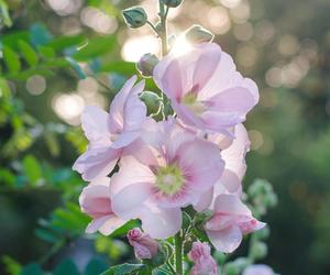 Malwa różowa (Alcea rosea)