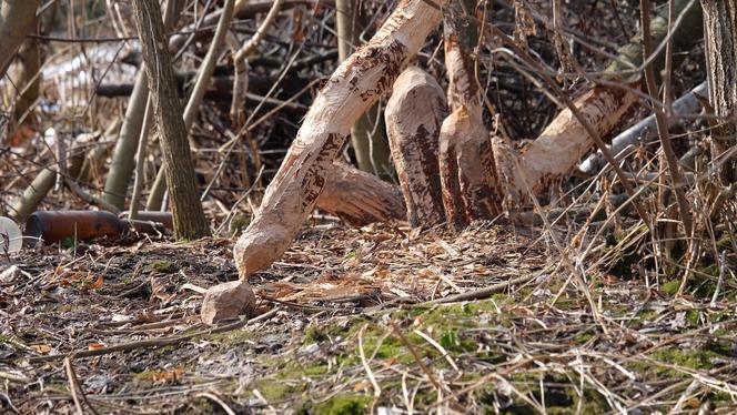 Bobry "grasują" na mieście [GALERIA]