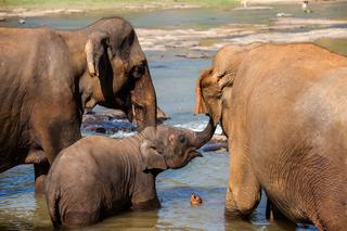 Podróż na Sri Lankę, czyli spotkanie ze słoniem [ZDJĘCIA]