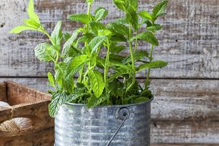 Warzywa i zioła do cienia