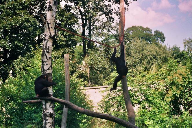 Powódź tysiąclecia we Wrocławiu. Zobacz, jak ratowano zoo przed wielką wodą 