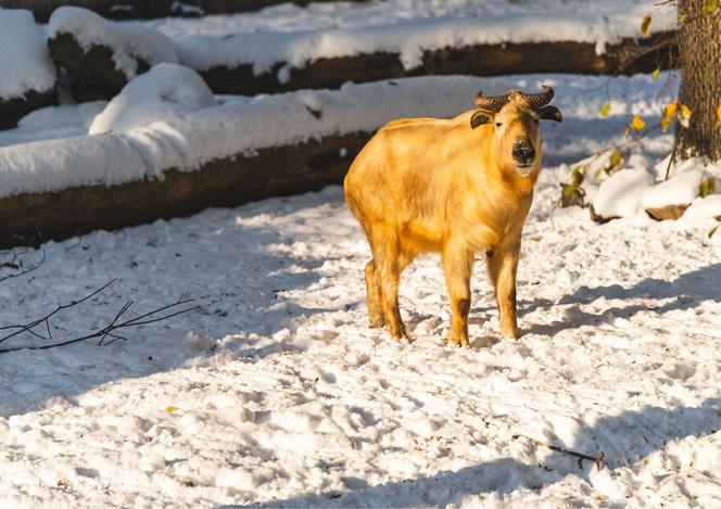 Zima w zoo we Wrocławiu. Zobacz, jak zwierzaki radzą sobie w chłodne dni 