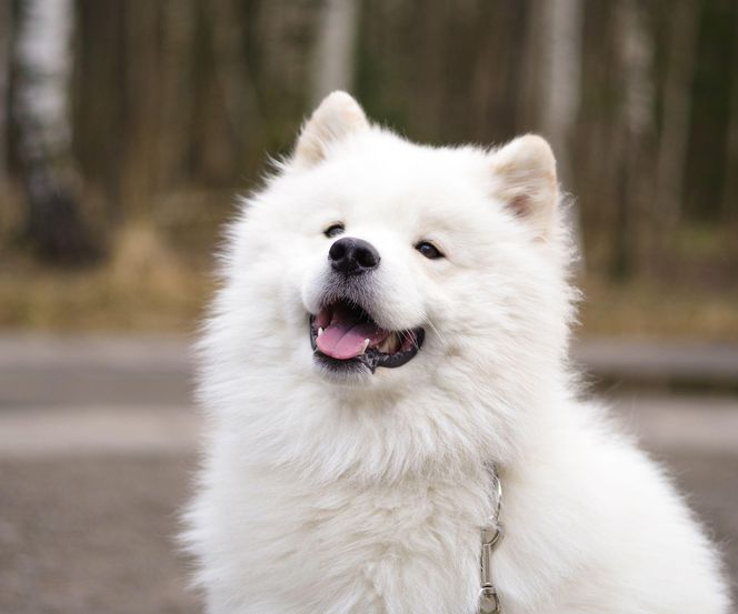 Samoyed