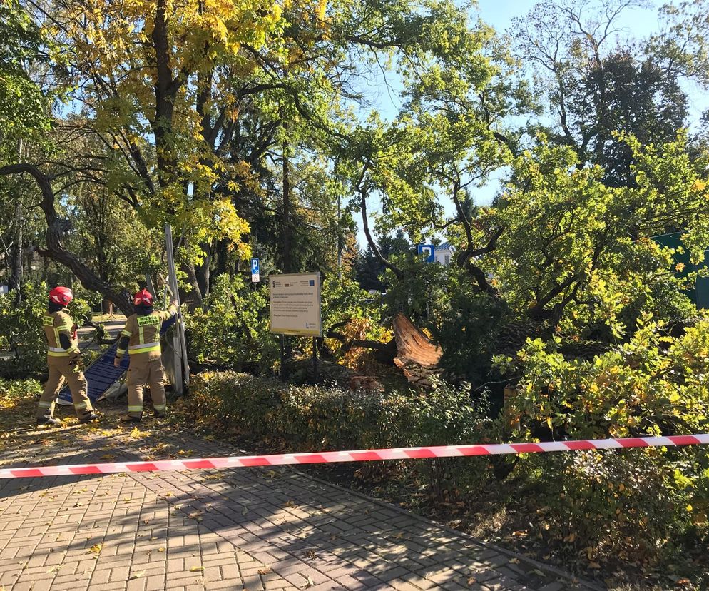 Dąb szypułkowy będący hrubieszowskim pomnikiem przyrody runął na ziemię