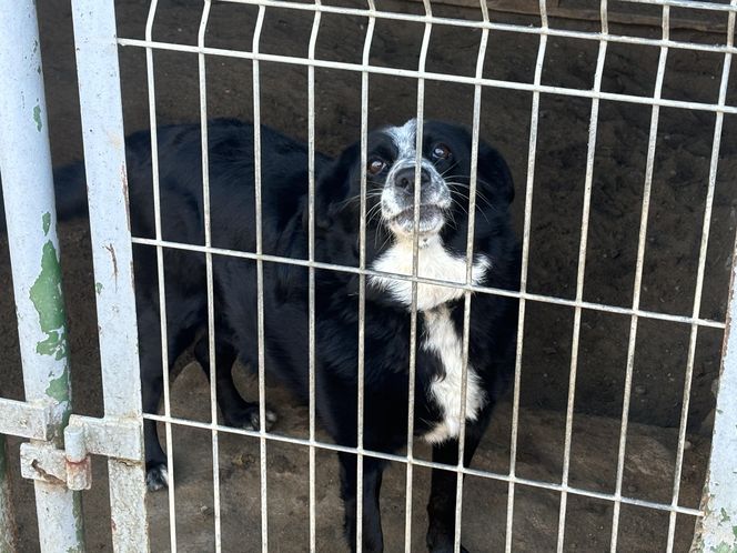 Przygotowania do nadchodzącej zimy. Odwiedziliśmy olsztyńskie Schronisko dla zwierząt [ZDJĘCIA]