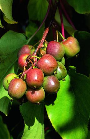 Aktinidia ostrolistna 'Geneva'