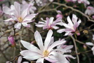 Magnolia gwiaździsta ‘Rosea’ - Magnolia stellata ‘Rosea’