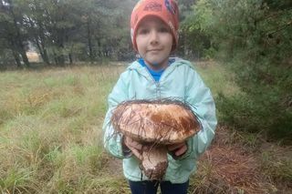 Gigantyczne grzyby w kujawsko-pomorskich lasach