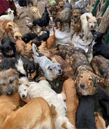 Głodujące zwierzęta z Chersonia pilnie potrzebują ratunku. Ponad 700 psów i kotów nie przetrwa tej wojny bez naszej pomocy 4