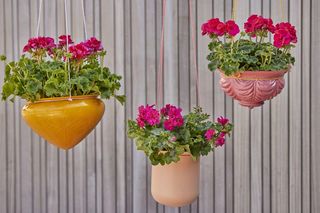 Pelargonie w wiszących pojemnikach - super sposób na ekspozycję pelargonii na balkonach i tarasach!