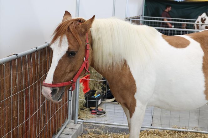 ZooPark ponownie przyciągnął do Targów Lublin tłumy miłośników zwierząt