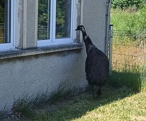 Prawdziwy emu na terenie szkoły pod Sulęcinem. Dzieci bały się wyjść na dwór [ZDJĘCIA].