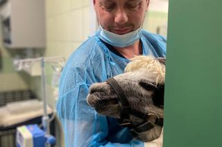 Alpaka Frillis przyszła do weterynarza z chory okiem