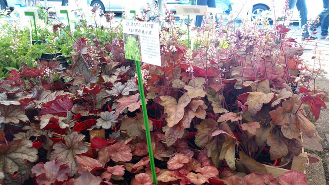 Chorzów: Kwiaty, zioła i dodatki do ogrodu. W Parku Śląskim trwa Święto Kwiatów [ZDJĘCIA]