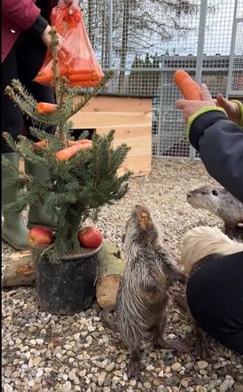Nutrie w świątecznych nastrojach w Zagrodzie 3 Siostry
