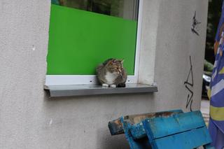 Ten kot to idol studentów w Lublinie