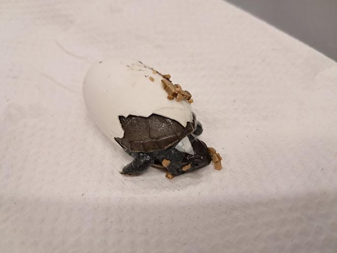 Szczęśliwy los żółwia z piwnicy 