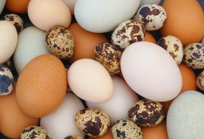 Jajko - źródło białka, skarbnica witamin. Czy jajka są zdrowe?